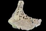Agujaceratops Postorbital Bone - Aguja Formation, Texas #88740-3